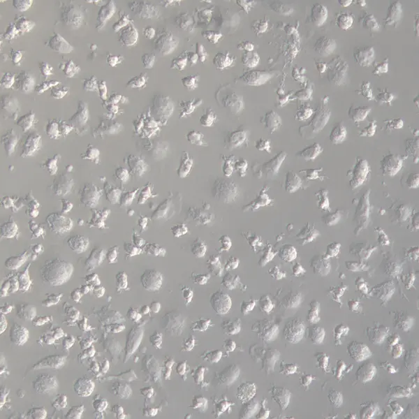 Porcine macrophages M0